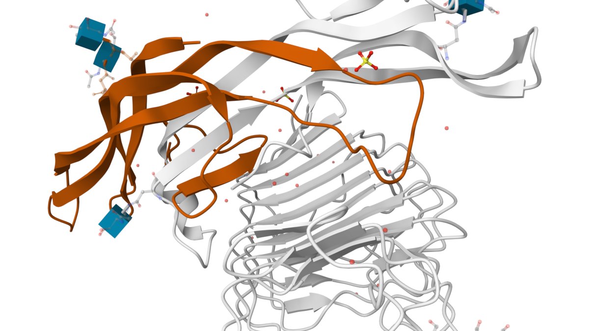 A metabolic hormone receptor of the kind a four-target agonist peptide activates — a Panacea Bio Chem explainer by Bogdan Dicoias